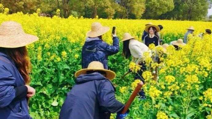  当艺术生遇见油菜花田：一段关于劳动与成长的温暖故事 文化旅游
