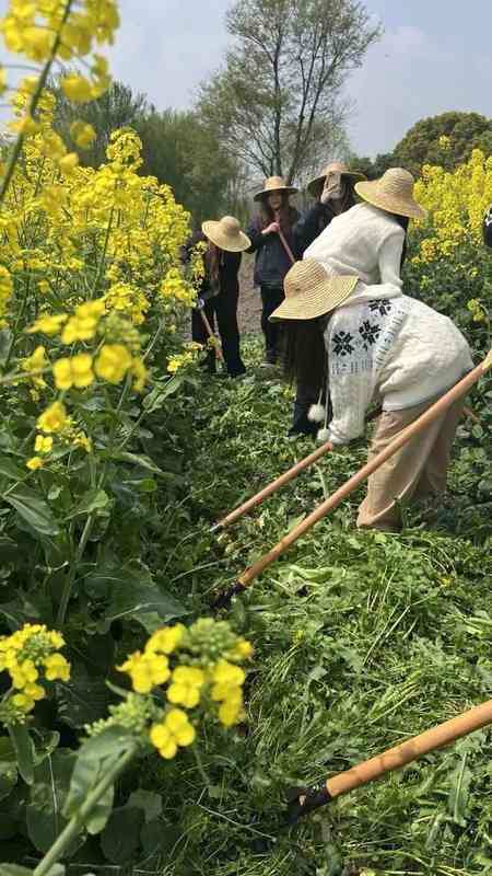  当艺术生遇见油菜花田：一段关于劳动与成长的温暖故事 文化旅游