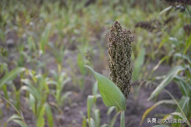  【农谚解码】谷雨晴天为何预示旱灾？基于气候学的技术推导与验证 文化旅游